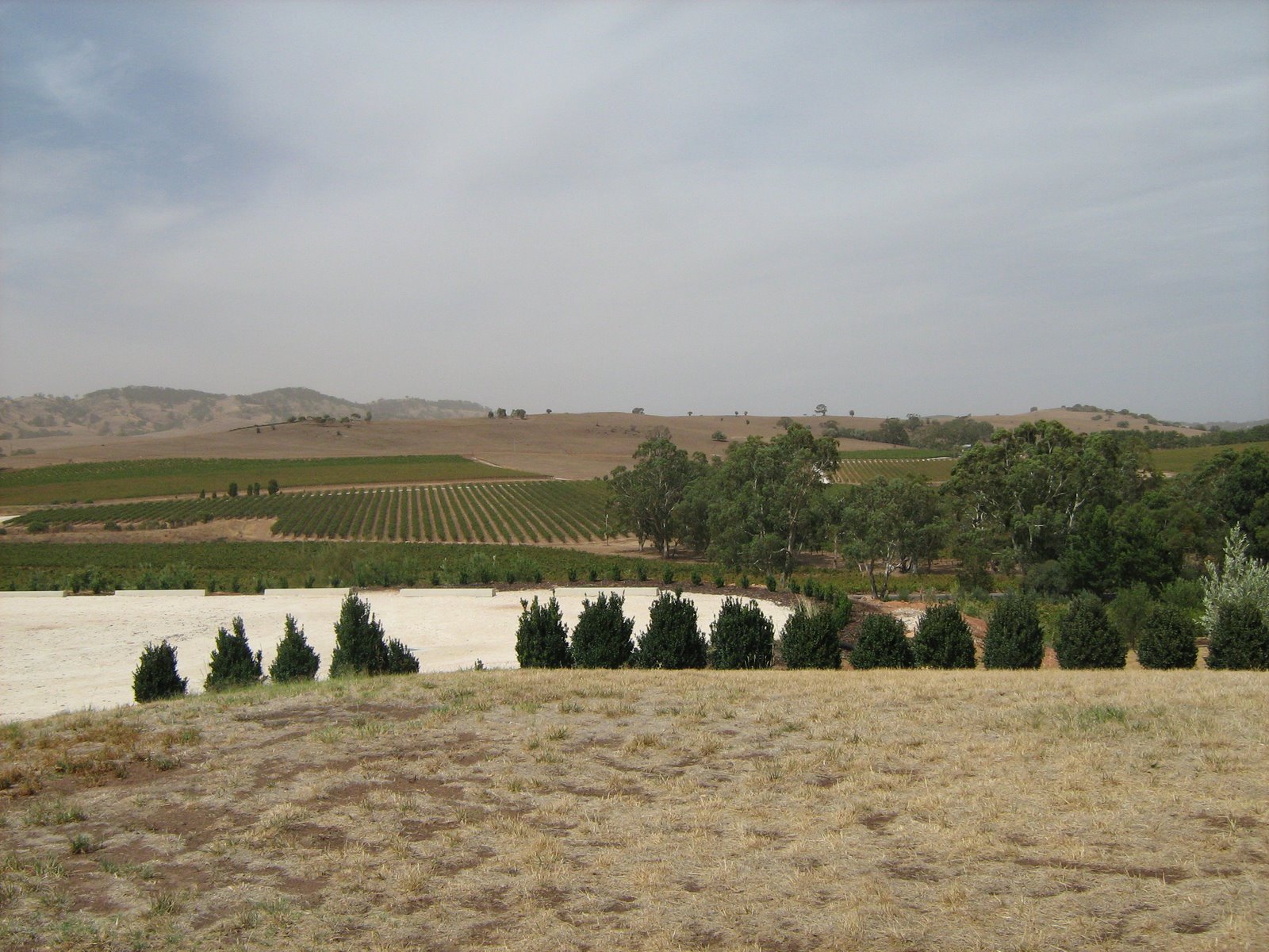 The view of the vineyards at Tanunda!