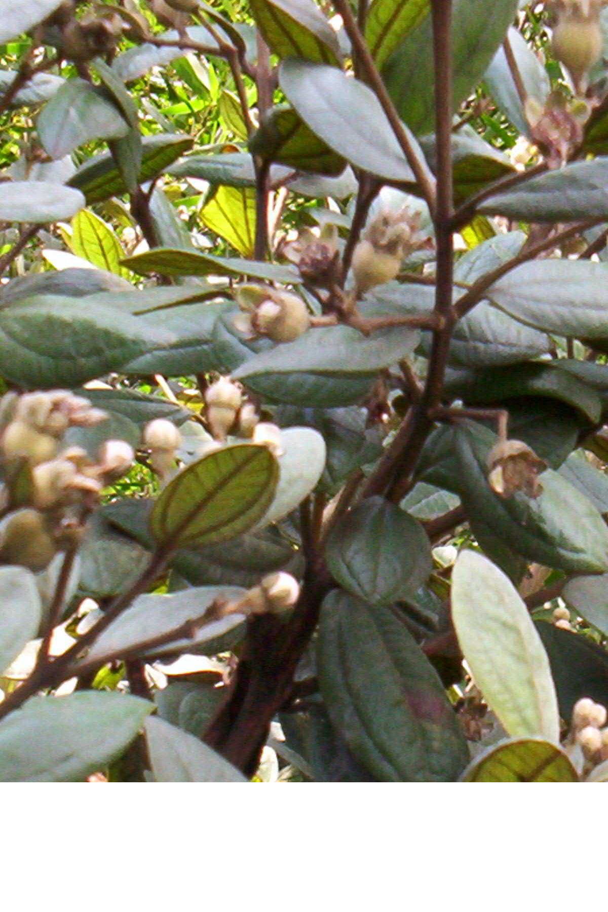 Clogger bush with unripe cloggers - will be ready for you all in July 2005!